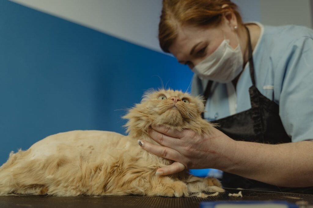 Professional groomer gently trims a Persian cat, highlighting pet care indoors.